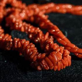 corallo rosso di Alghero